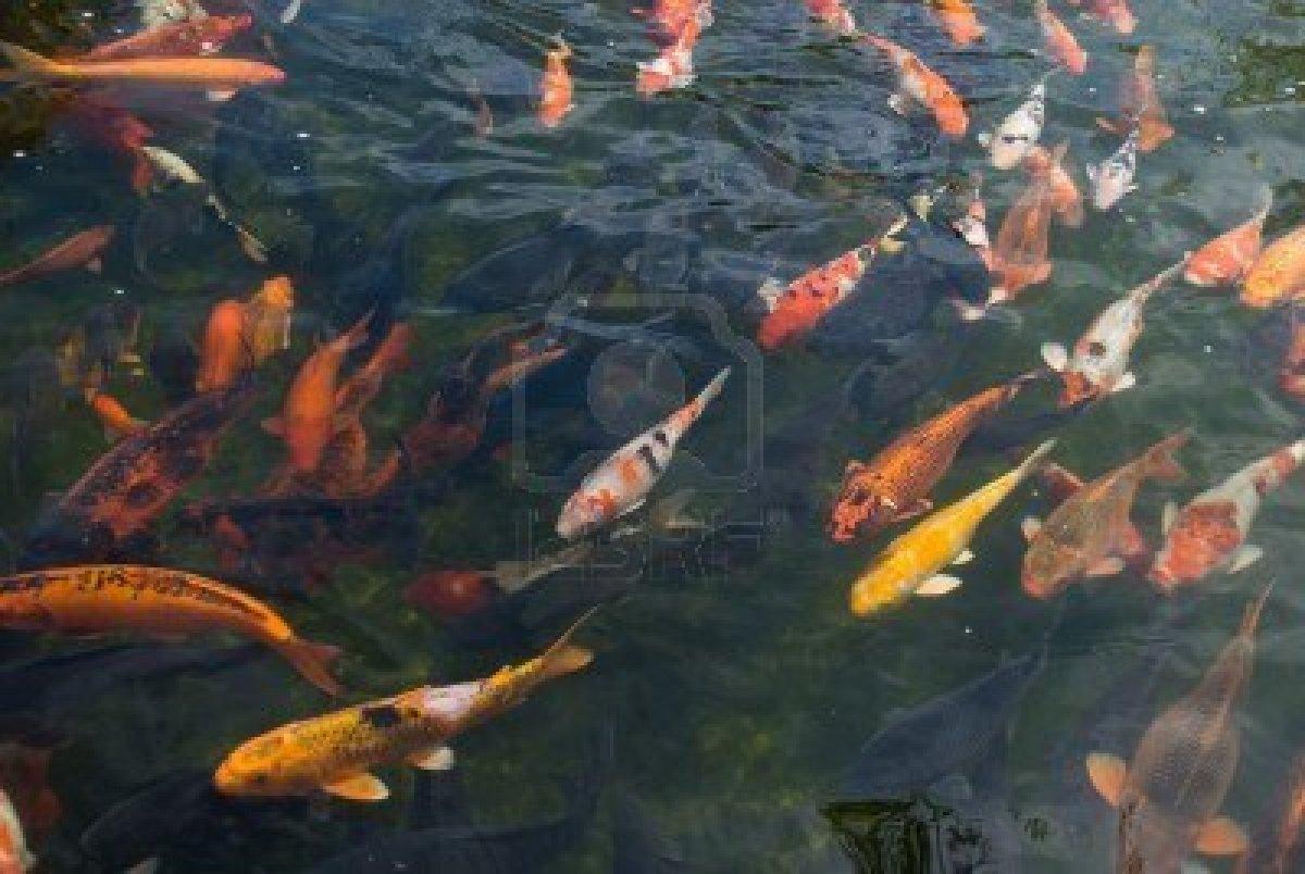 So good :) - 4733501-giant-koi-carp-fish--cyprinus-carpio.jpg